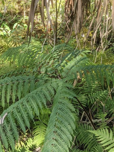 Pteris tripartita, photographed by Mark Connolly