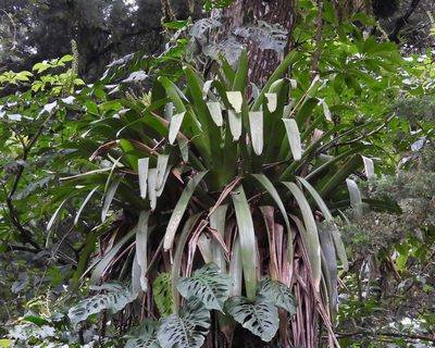 Werauhia werckleana, photographed by Grete Pasch