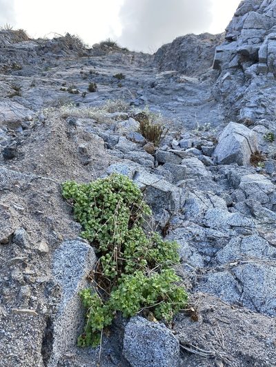 Stenotis mucronata, photographed by Jim Riley