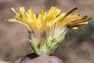 Agoseris monticola, photographed by Tim Messick