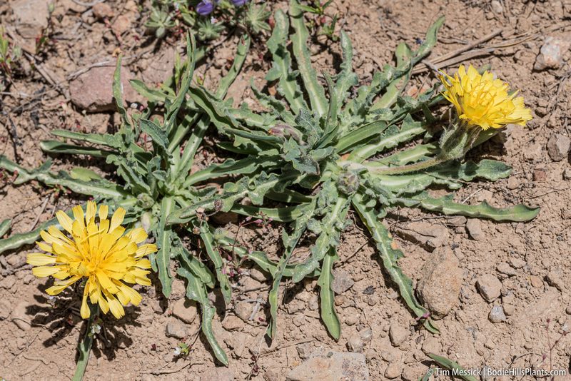 Agoseris monticola, photographed by Tim Messick