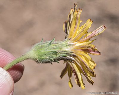 Agoseris monticola, photographed by Tim Messick