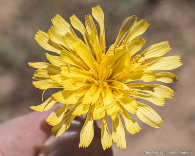 Agoseris monticola, photographed by Tim Messick