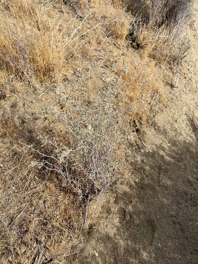 Eriogonum plumatella, photographed by Emily Chebul