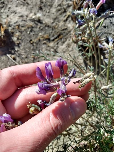Astragalus palenae, photographed by Nicolas Olejnik