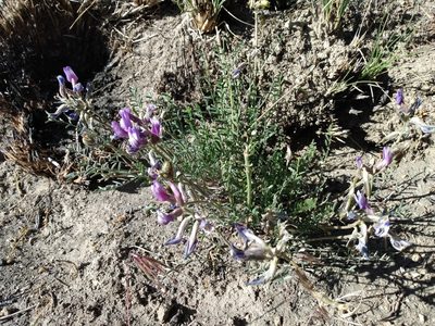 Astragalus palenae, photographed by Nicolas Olejnik