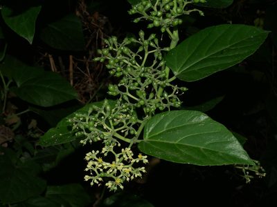 Cissus repens