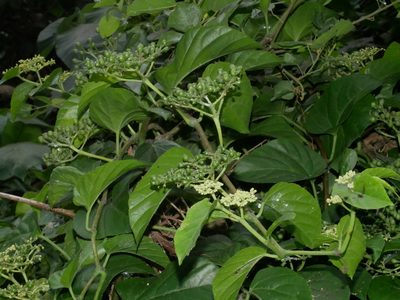 Cissus repens, photographed by Jacy Chen