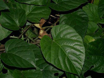 Cissus repens, photographed by Jacy Chen