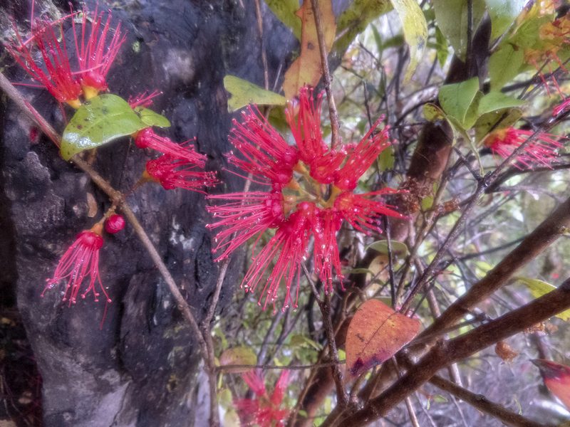 Metrosideros parkinsonii, photographed by Sebastian Doak