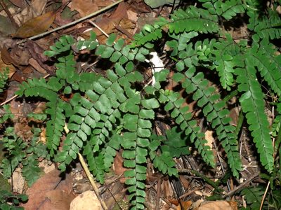 Adiantum flabellulatum, photographed by Jacy Chen