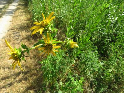 Silphium radula, photographed by Annika Lindqvist