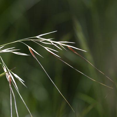Austrostipa pubinodis, photographed by Kym Nicolson