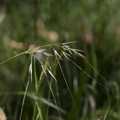 Austrostipa pubinodis, photographed by Kym Nicolson