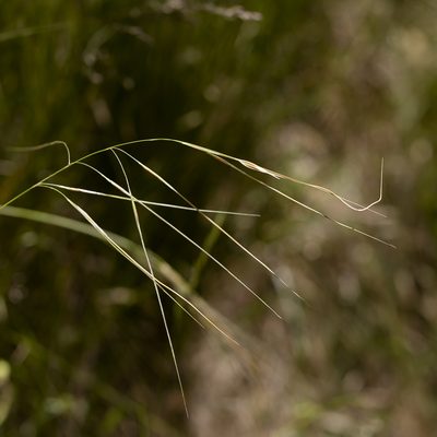 Austrostipa pubinodis, photographed by Kym Nicolson