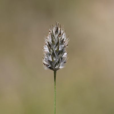 Neurachne alopecuroidea, photographed by Kym Nicolson