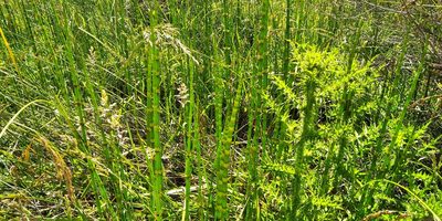 Equisetum giganteum, photographed by Martin