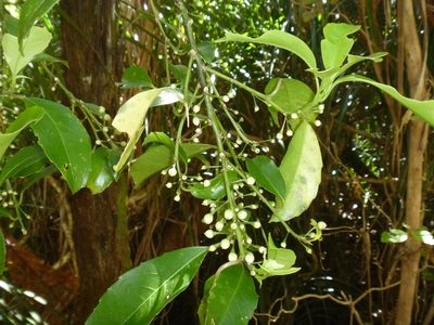 Melicytus macrophyllus, photographed by Bruce Calvert