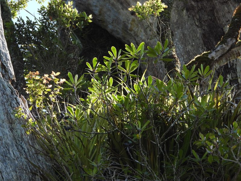 Pittosporum kirkii, photographed by Emily Roberts