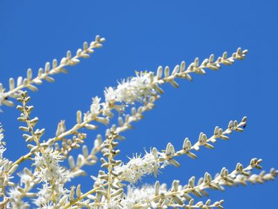 Cordyline banksii, photographed by Emily Roberts