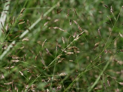 Eragrostis ferruginea, photographed by Jacy Chen
