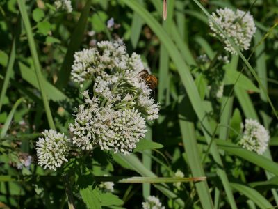 Eupatorium formosanum, photographed by Jacy Chen