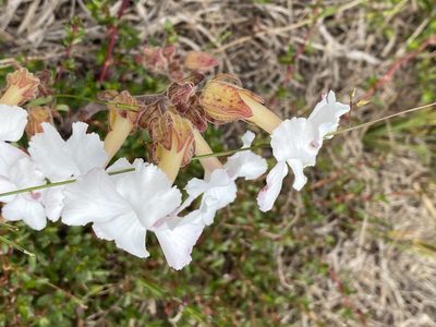 Harveya capensis, photographed by Dave U