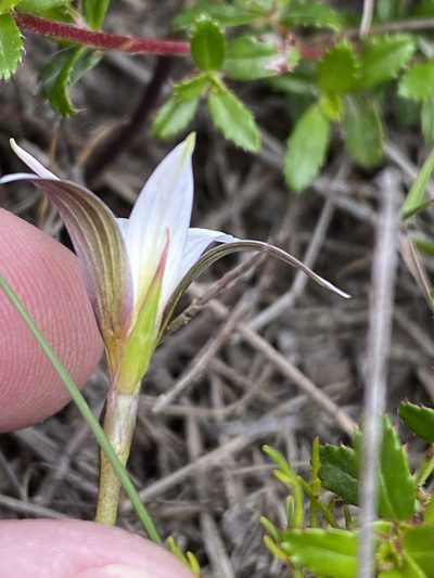 Romulea longipes, photographed by Dave U