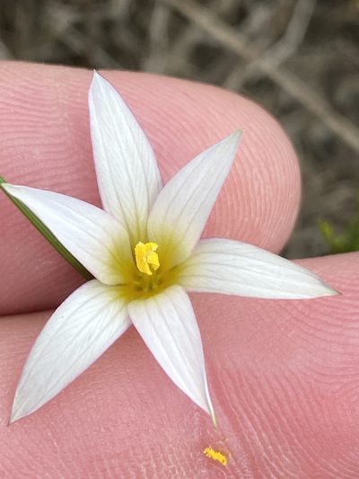 Romulea longipes, photographed by Dave U