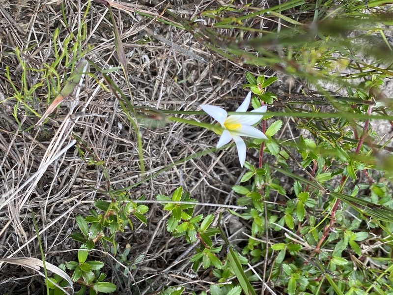 Romulea longipes, photographed by Dave U