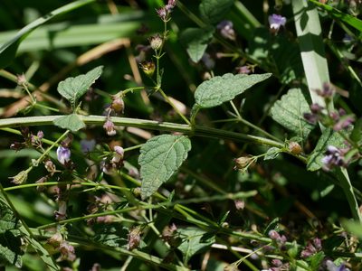 Isodon amethystoides, photographed by Jacy Chen