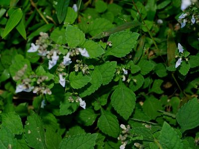 Isodon amethystoides, photographed by Jacy Chen