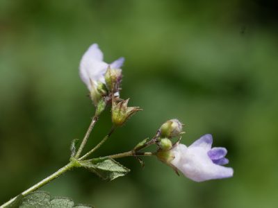 Isodon amethystoides, photographed by Jacy Chen