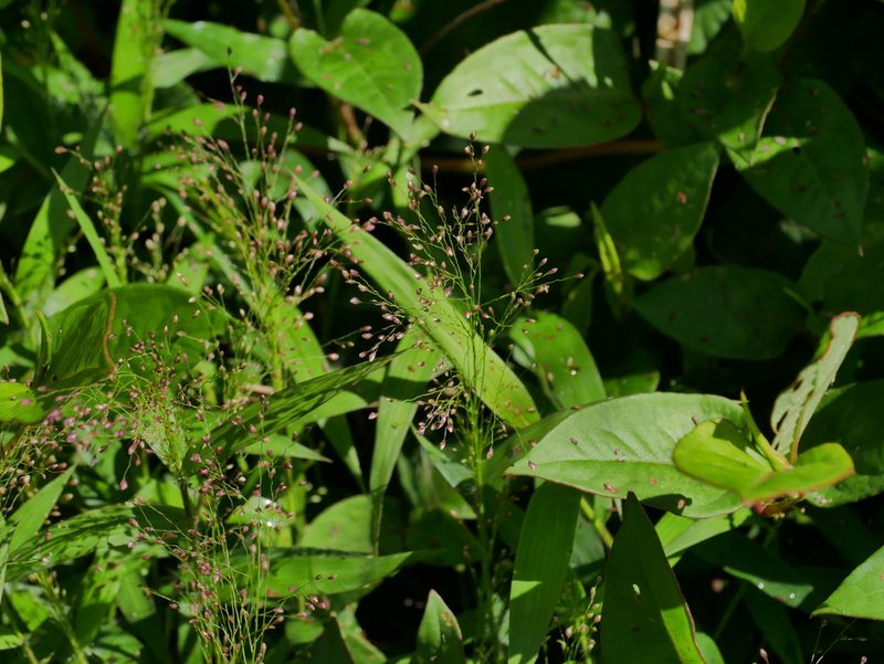 Cyrtococcum accrescens, photographed by Jacy Chen