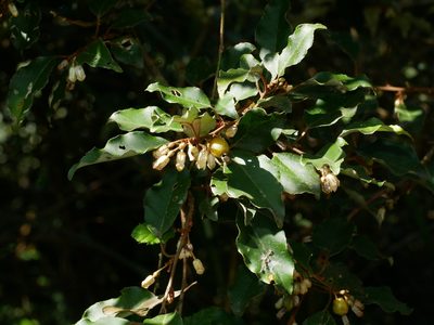 Elaeagnus thunbergii, photographed by Jacy Chen