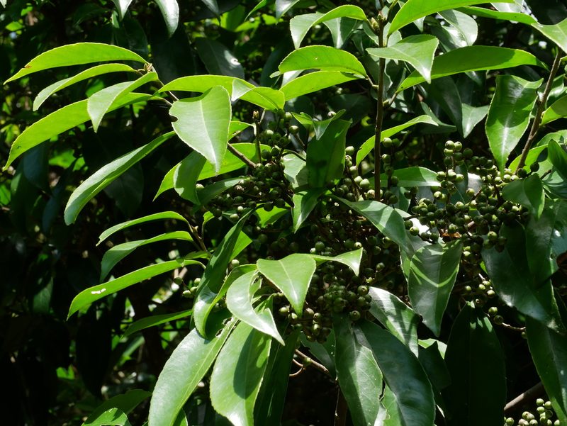Symplocos theophrastifolia, photographed by Jacy Chen