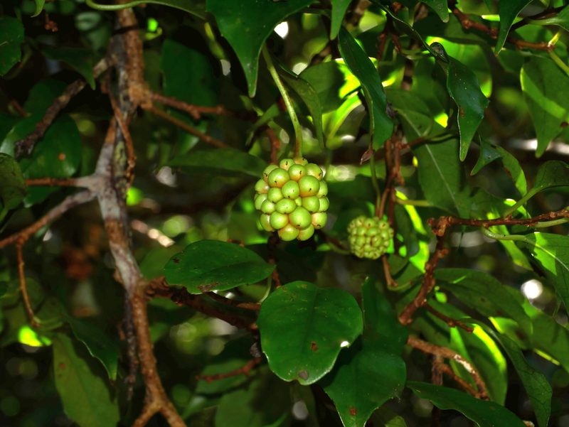Kadsura matsudae, photographed by Jacy Chen
