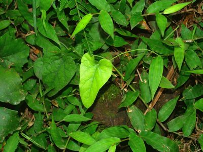 Aristolochia shimadae, photographed by Jacy Chen