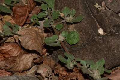 Glinus lotoides, photographed by S.MORE