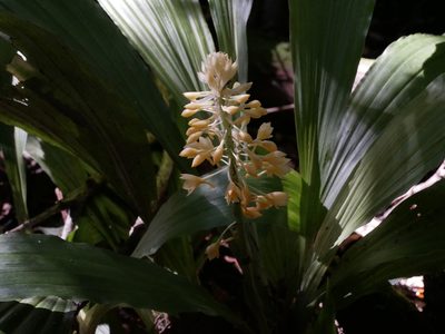 Calanthe formosana, photographed by Jacy Chen