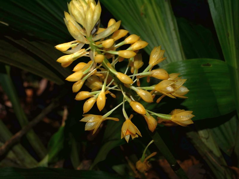 Calanthe formosana, photographed by Jacy Chen