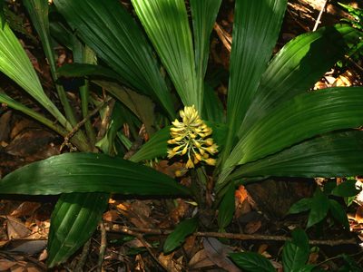 Calanthe formosana, photographed by Jacy Chen