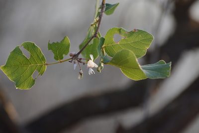 Ougeinia oojeinensis, photographed by S.MORE