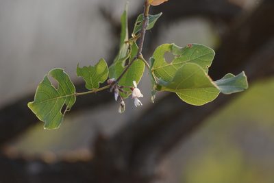 Ougeinia oojeinensis, photographed by S.MORE