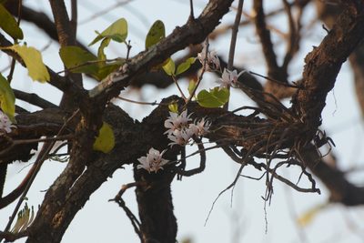 Dendrobium barbatulum, photographed by S.MORE