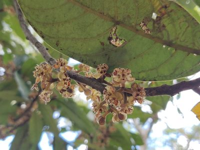 Litsea floribunda, photographed by T R Shankar Raman