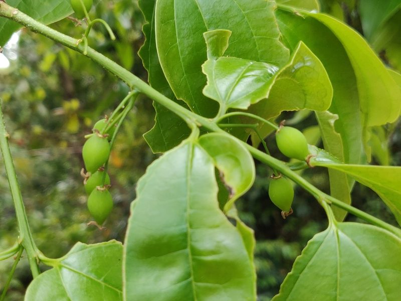 Celtis philippensis, photographed by T R Shankar Raman