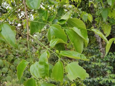 Celtis philippensis, photographed by T R Shankar Raman