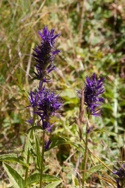 Asyneuma campanuloides, photographed by Екатерина Кропочева