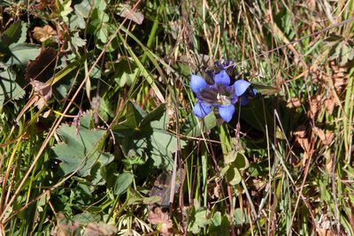 Gentiana septemfida, photographed by Екатерина Кропочева
